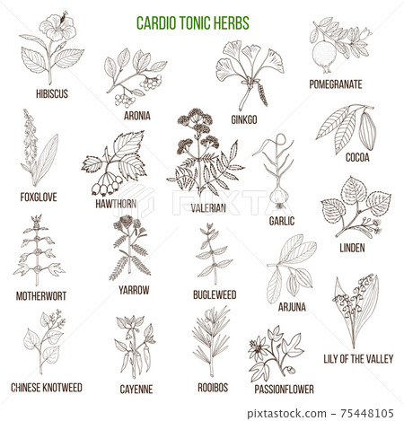 Best herbs for cardio tonic Best herbs for cardio tonic 75448105