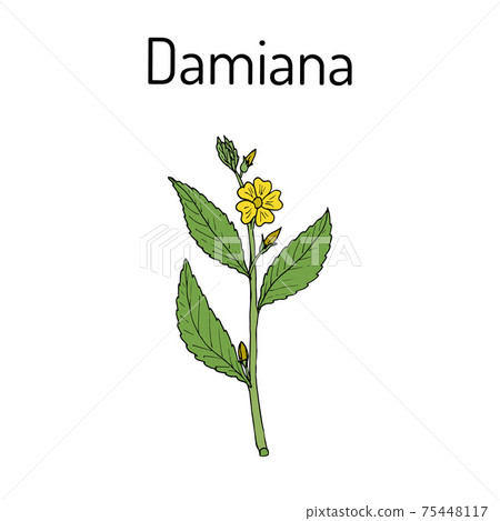 Damiana Turnera diffusa , medicinal plant 75448117