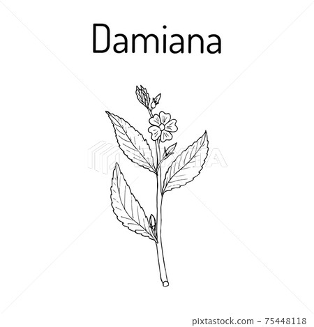 Damiana Turnera diffusa , medicinal plant 75448118