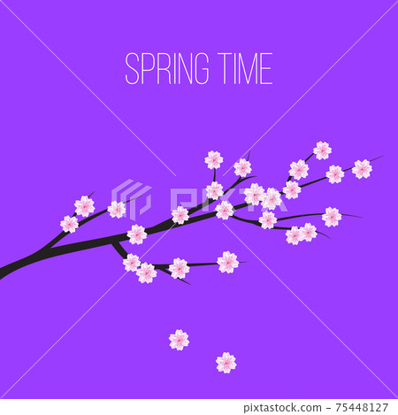 Sakura blossom flowers background 75448127