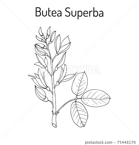 Butea superba asian vining shrub 75448170