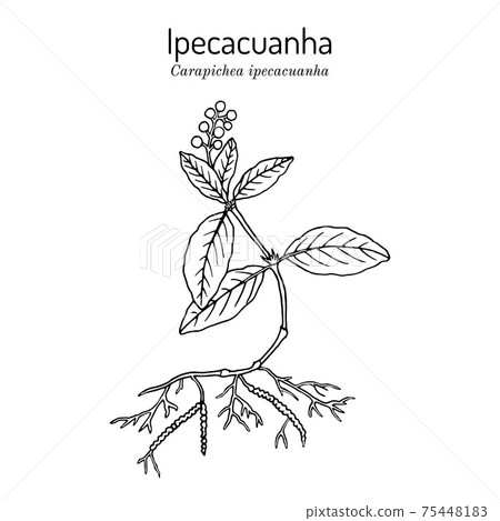 Ipecacuanha Carapichea ipecacuanha , medicinal plant 75448183