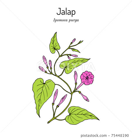 Jalap ipomoea purga , medicinal plant. 75448190
