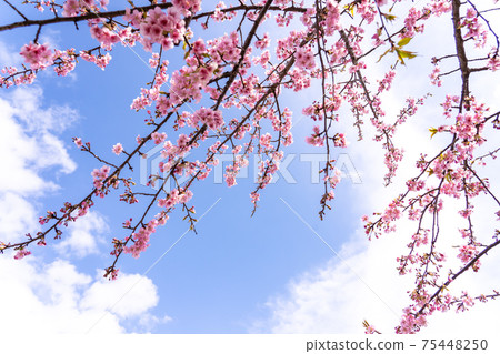 三重縣松阪市Ka松川津櫻花分公司在蔚藍的天空中閃耀 75448250