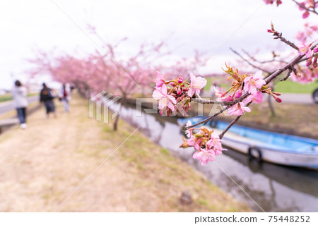 Kasamatsu Kawazu Sakura Road and boats blooming along the waterway in Matsusaka City, Mie Prefecture Kasamatsu Kawazu Sakura Road and boats blooming along the waterway in Matsusaka City, Mie Prefecture 75448252