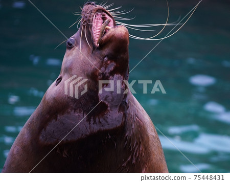 熱門的渡渡鳥秀 75448431