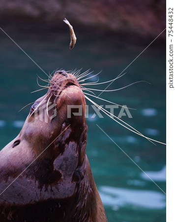 熱門的渡渡鳥秀 75448432