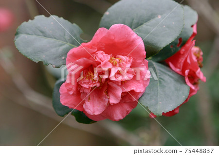 a Pink wax begonia fiborous begonia in garden closer a Pink wax begonia fiborous begonia in garden closer 75448837