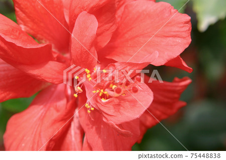 the Rose of China Latin name Hibiscus rosa sinensis the Rose of China Latin name Hibiscus rosa sinensis 75448838