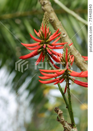 the Indian coral tree flowers with bright red flowers the Indian coral tree flowers with bright red flowers 75448840