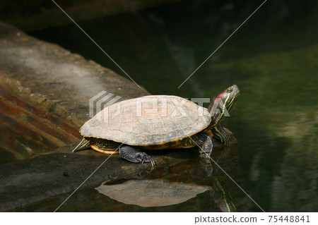 the Tortoise and perfect reflection in water surface 75448841