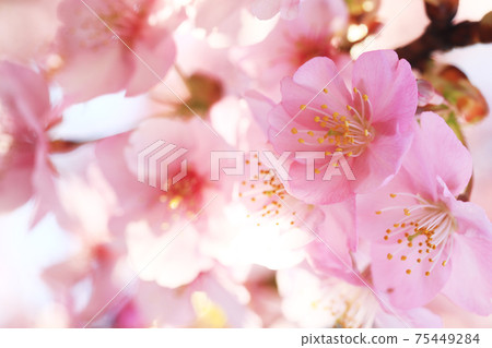 Kawazu Sakura 7068 Kawazu Sakura 7068 75449284