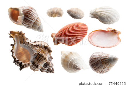 A set of beautiful seashells. Isolated on a white background A set of beautiful seashells. Isolated on a white background 75449333
