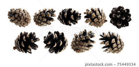 A set of pine cones. Isolated on a white background A set of pine cones. Isolated on a white background 75449334