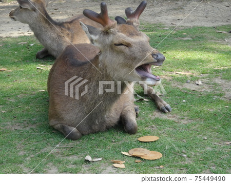 在鹿飯餅乾（奈良公園）前打哈欠的鹿的特寫鏡頭 75449490
