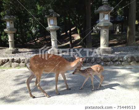 Deer parent and child walking in the precincts of Todaiji and Nigatsudo (Nara) 75449513