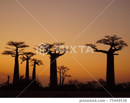 猴麵包樹高速公路日落（馬達加斯加Morondava） 75449536