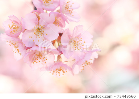 Kawazu Sakura 6750 75449560