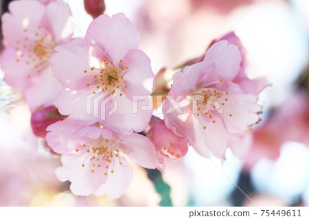 河津櫻6839 河津櫻6839 75449611