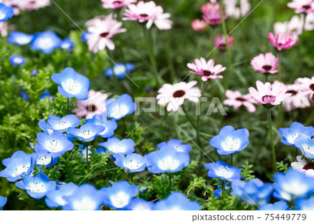 Ashikaga Flower Park, Tochigi Prefecture Nemophila 75449779