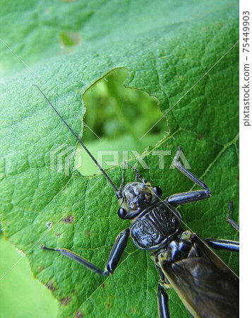 Insects on the leaves Insects on the leaves 75449903