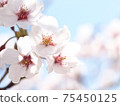 櫻花在陽光明媚的日子，背景略有模糊 75450125