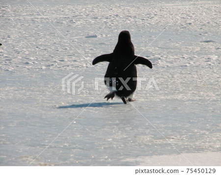 Back view of Adelie penguin walking on ice 75450129