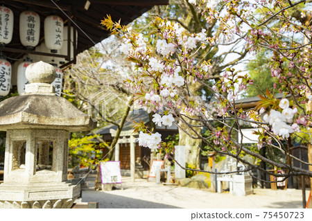 白穀神宮神社櫻花盛開的風景 75450723