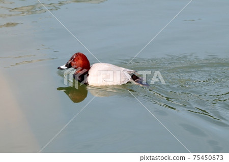 Winter bird: migratory bird: common pochard: male: Yodogawa Winter bird: migratory bird: common pochard: male: Yodogawa 75450873