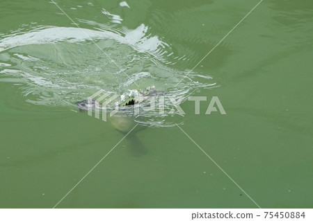 冬鳥：候鳥：普通小黑猩猩：雄：淀川 75450884