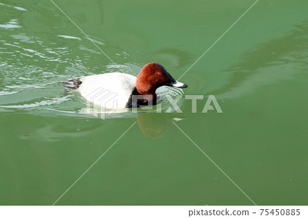 冬鳥：候鳥：普通小黑猩猩：雄：淀川 75450885