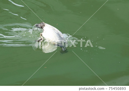 Winter bird: migratory bird: common pochard: male: Yodogawa 75450893