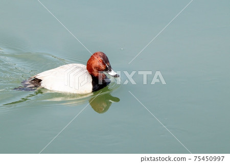 冬鳥：候鳥：普通小黑猩猩：雄：淀川 75450997