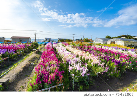 Flower field of Shiramazu in March 75451005