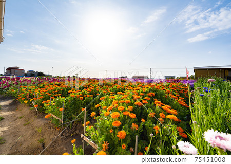Flower field of Shiramazu in March 75451008