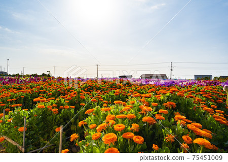 Flower field of Shiramazu in March 75451009