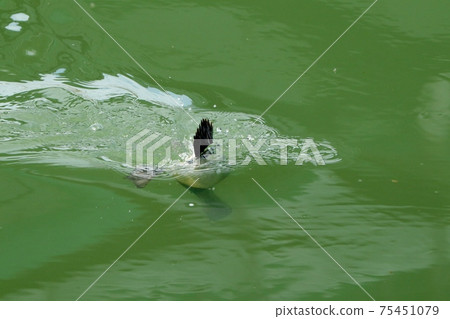 Winter bird: migratory bird: common pochard: male: Yodogawa Winter bird: migratory bird: common pochard: male: Yodogawa 75451079
