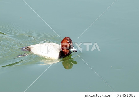冬鳥：候鳥：普通小黑猩猩：雄：淀川 75451093