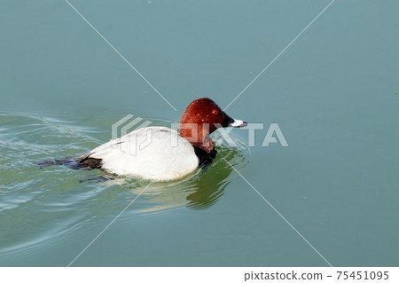 冬鳥：候鳥：普通小黑猩猩：雄：淀川 75451095