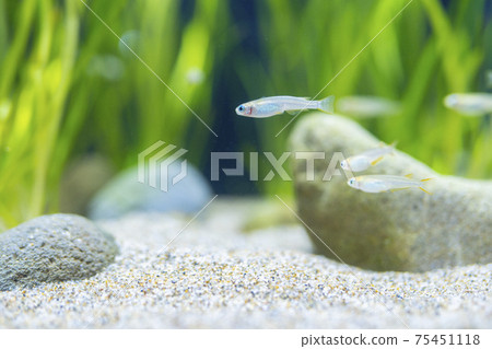 南部的Medaka 75451118