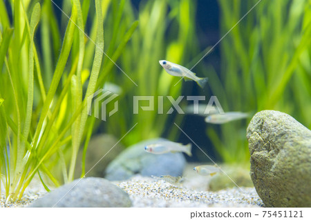 南部的Medaka 75451121