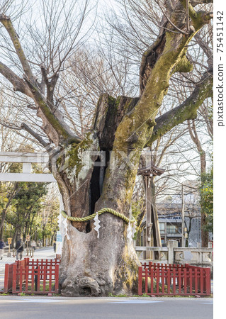 Okunitama Shrine Historical Building Keyaki Goshinboku Famous Tree Okunitama Shrine Historical Building Keyaki Goshinboku Famous Tree 75451142