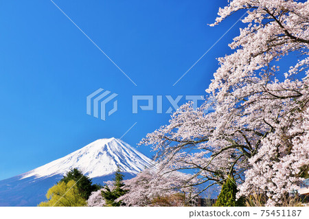 富士和櫻花 75451187