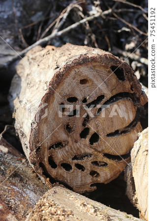 栗樹被蟲蛀的痕跡 75451192