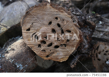 Chestnut tree cut with worm-eaten marks Chestnut tree cut with worm-eaten marks 75451198