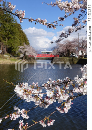 Cherry blossoms in full bloom and red bridge Matsumisaki Park 75451283