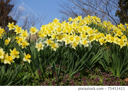 Narcissus Narcissus 75451411