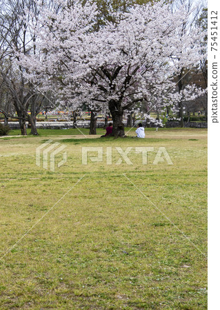 Holiday cherry blossoms, holiday scenery of two women Holiday cherry blossoms, holiday scenery of two women 75451412