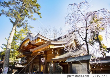 Weeping cherry blossoms and Nakajakumon in the precincts of Okunitama Shrine 75451545