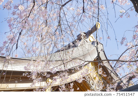 Weeping cherry blossoms in the precincts of Okunitama Shrine 75451547